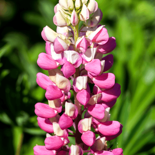 Lupin 'la chatelaine'- Lupinus 'la chatelaine' - FLEURANDIE