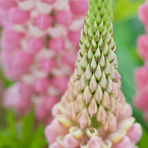 Lupin 'la chatelaine'- Lupinus 'la chatelaine' - FLEURANDIE