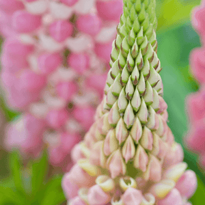 Lupin 'la chatelaine'- Lupinus 'la chatelaine' - FLEURANDIE