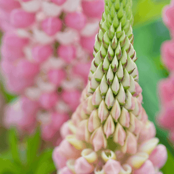 Lupin 'la chatelaine'- Lupinus 'la chatelaine'