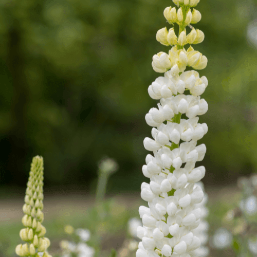 Lupin 'la demoiselle' - Lupinus 'la demoiselle' - FLEURANDIE