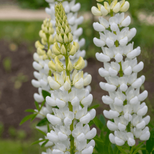 Lupin 'la demoiselle' - Lupinus 'la demoiselle' - FLEURANDIE