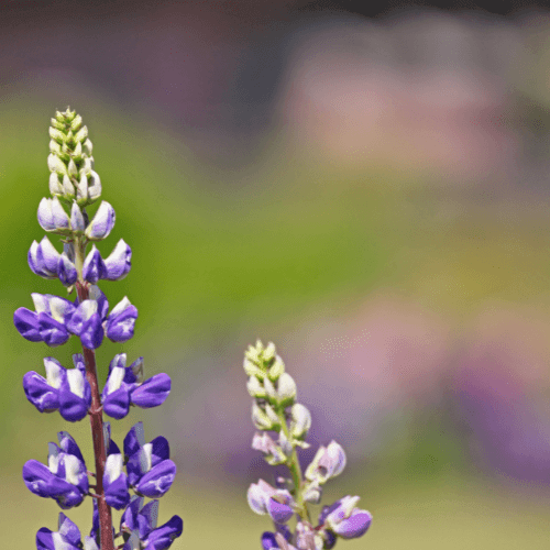 Lupin 'le gentilhomme' - Lupinus 'le gentilhomme' - FLEURANDIE