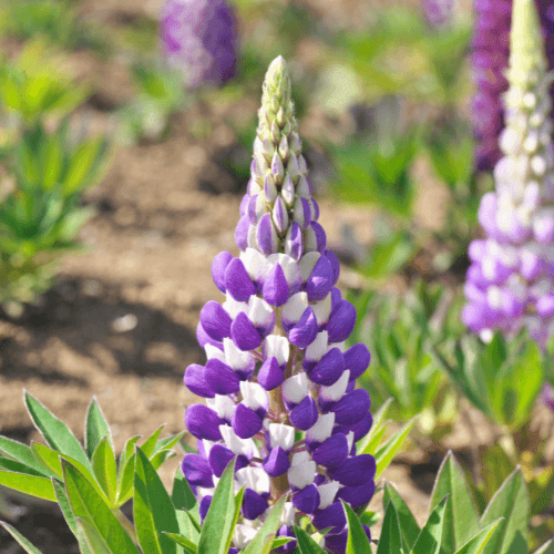 Lupin 'le gentilhomme' - Lupinus 'le gentilhomme' - FLEURANDIE