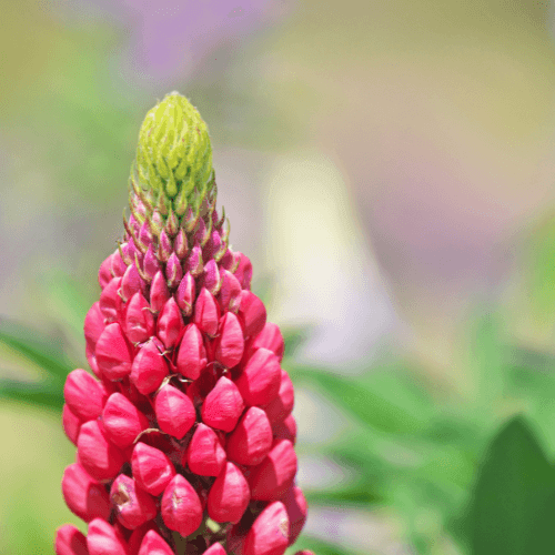 Lupin 'mon château' - Lupinus 'mon château' - FLEURANDIE