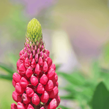 Lupin 'mon château' - Lupinus 'mon château'