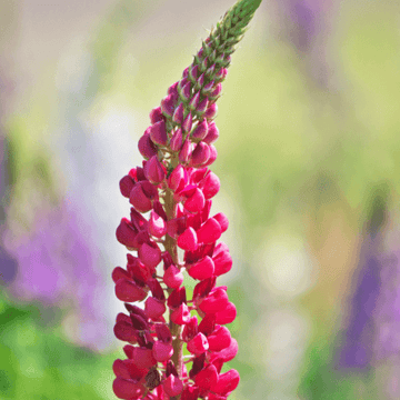 Lupin 'mon château' - Lupinus 'mon château'