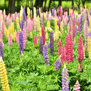 Lupin nain - Lupinus nain varié