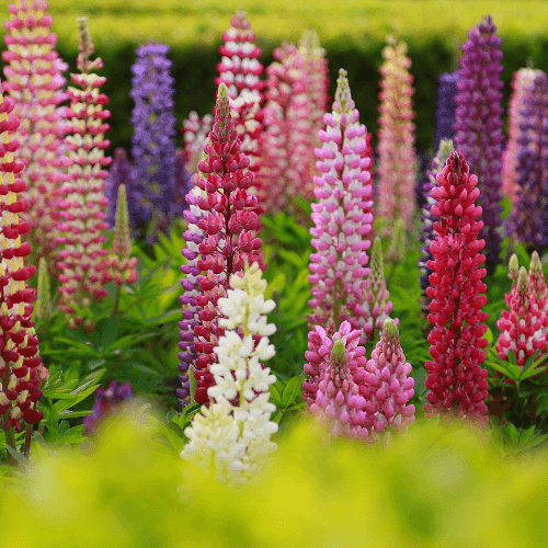 Lupinus 'russel' - Lupin polyphyllus 'russel' - FLEURANDIE