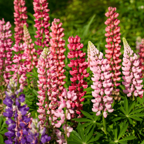 Lupinus 'russel' - Lupin polyphyllus 'russel' - FLEURANDIE