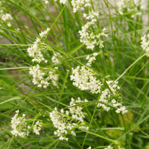 Luzule blanche - Luzula nivea - FLEURANDIE