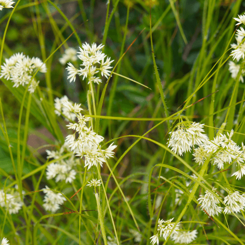 Luzule blanche - Luzula nivea - FLEURANDIE