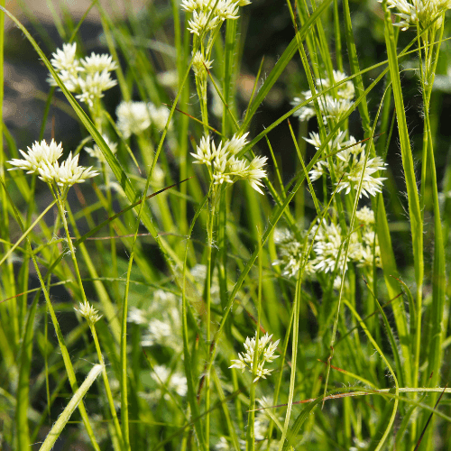 Luzule blanche - Luzula nivea - FLEURANDIE