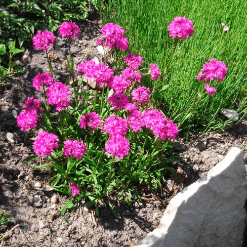 Lychnis des Alpes - Lychnis alpina - FLEURANDIE