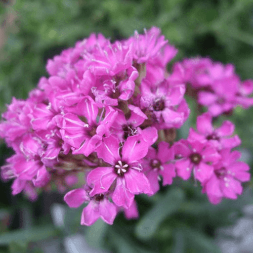 Lychnis des Alpes - Lychnis alpina - FLEURANDIE