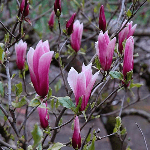 Magnolia à fleurs de lis 'Nigra' - Magnolia liliflora 'Nigra' - FLEURANDIE