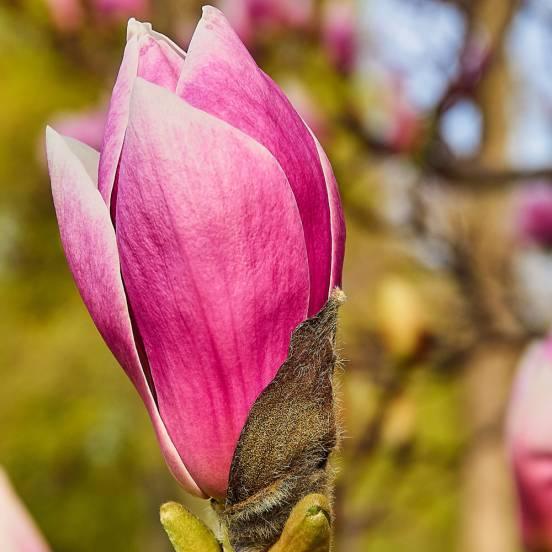 Magnolia à fleurs de lis 'Nigra' - Magnolia liliflora 'Nigra' - FLEURANDIE