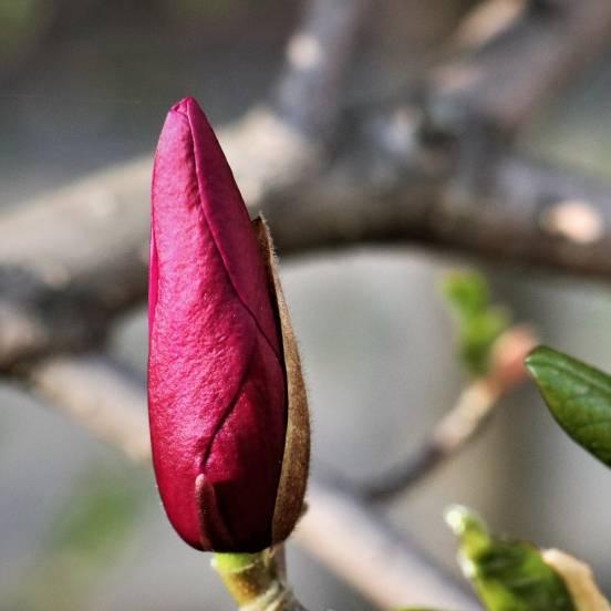 Magnolia à fleurs de lis 'Nigra' - Magnolia liliflora 'Nigra' - FLEURANDIE