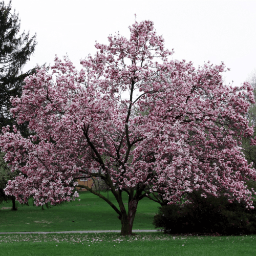 Magnolia de Soulange - Magnolia soulangeana - FLEURANDIE