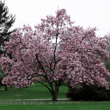 Magnolia de Soulange - Magnolia soulangeana
