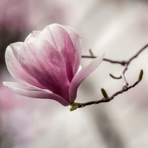 Magnolia de Soulange - Magnolia soulangeana - FLEURANDIE