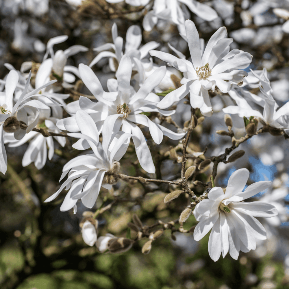 Magnolia étoilé - Magnolia stellata - FLEURANDIE