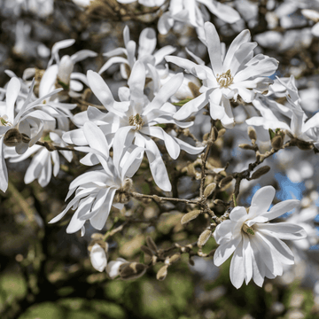 Magnolia étoilé - Magnolia stellata