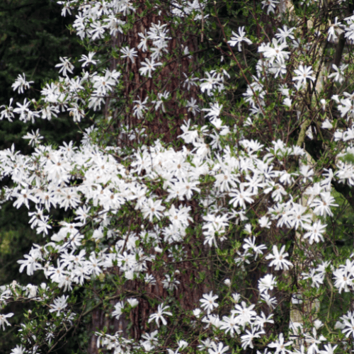 Magnolia étoilé - Magnolia stellata - FLEURANDIE