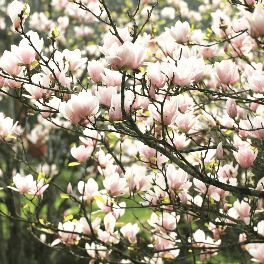 Magnolia 'George Henry Kern' - Magnolia 'George Henry Kern' - FLEURANDIE