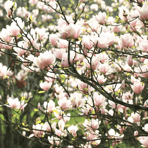 Magnolia 'George Henry Kern' - Magnolia 'George Henry Kern' - FLEURANDIE