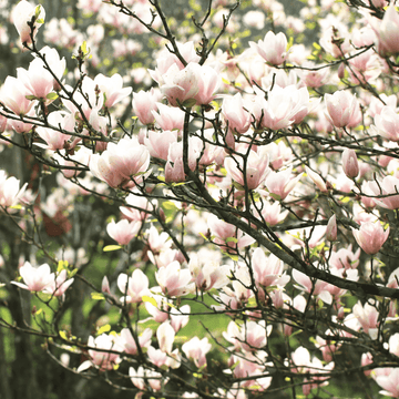 Magnolia 'George Henry Kern' -  Magnolia 'George Henry Kern'