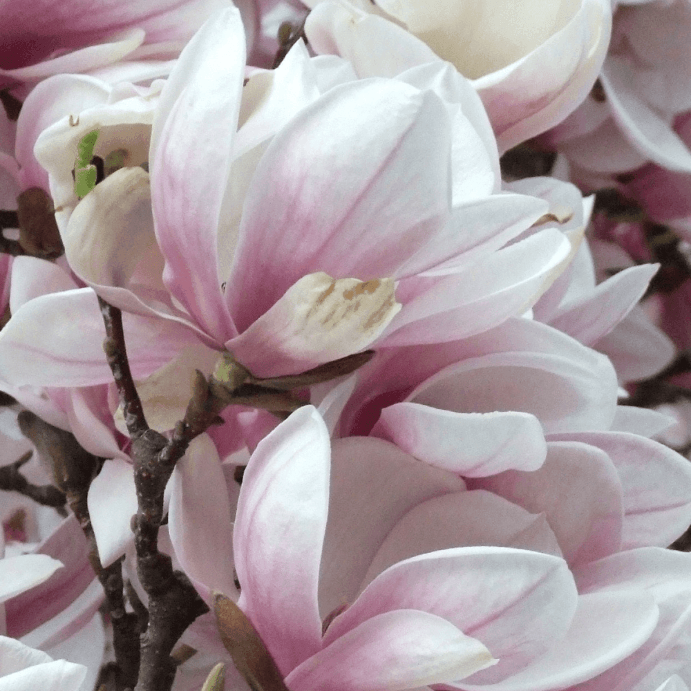 Magnolia 'George Henry Kern' - Magnolia 'George Henry Kern' - FLEURANDIE