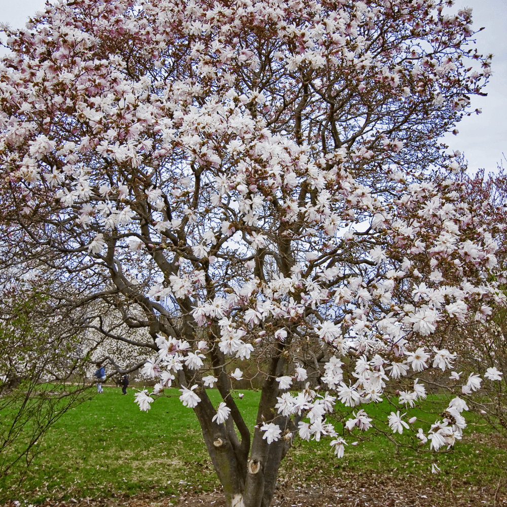 Magnolia 'George Henry Kern' - Magnolia 'George Henry Kern' - FLEURANDIE