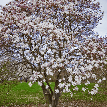 Magnolia 'George Henry Kern' -  Magnolia 'George Henry Kern'