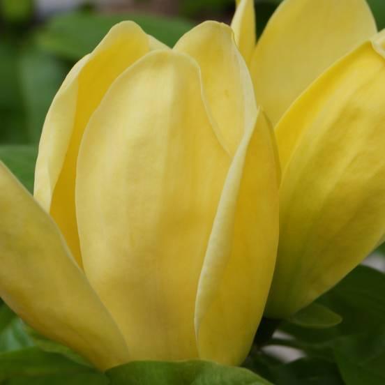 Magnolia 'Yellow Bird' - Magnolia 'Yellow Bird' - FLEURANDIE