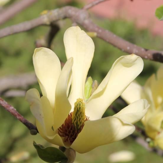 Magnolia 'Yellow Bird' - Magnolia 'Yellow Bird' - FLEURANDIE