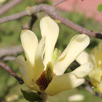 Magnolia 'Yellow Bird' -  Magnolia 'Yellow Bird'