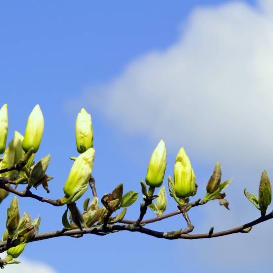 Magnolia 'Yellow Bird' - Magnolia 'Yellow Bird' - FLEURANDIE