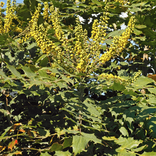 Mahonia media 'Charity' - Mahonia x media 'Charity' - FLEURANDIE