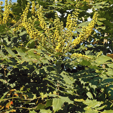 Mahonia media 'Charity' - Mahonia x media 'Charity'