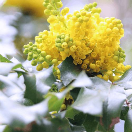 Mahonia media 'Charity' - Mahonia x media 'Charity' - FLEURANDIE