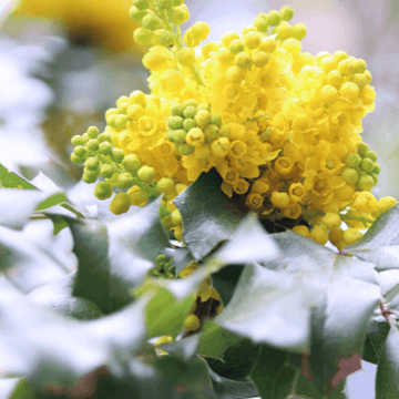 Mahonia media 'Charity' - Mahonia x media 'Charity'