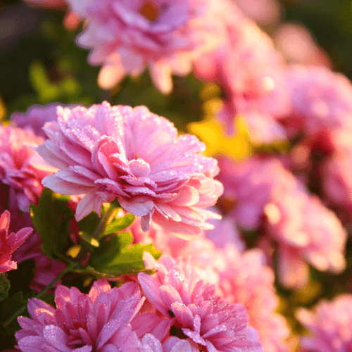 Marguerite d'automne 'arie elite' - Chrysanthemum hybride 'arie elite' - FLEURANDIE