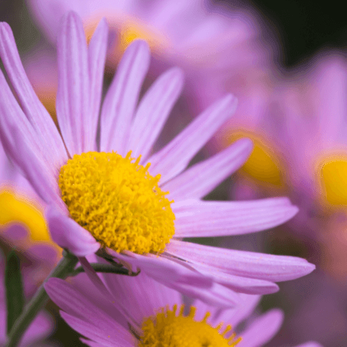 Marguerite d'automne 'Clara Curtis' - Chrysanthemum rubellum 'Clara Curtis' - FLEURANDIE