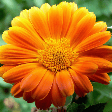 Marguerite d'automne 'Lupo' - Chrysanthemum hybride 'Lupo'