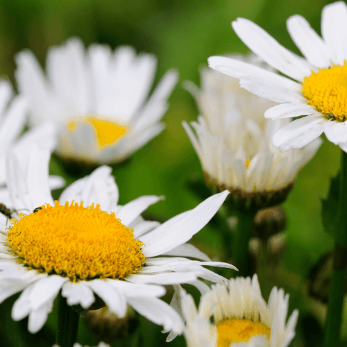 Marguerite 'Etoile d'Anvers' - Leucanthemum 'Etoile d'Anvers' - FLEURANDIE