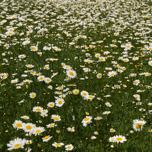 Marguerite 'Etoile d'Anvers' - Leucanthemum 'Etoile d'Anvers' - FLEURANDIE