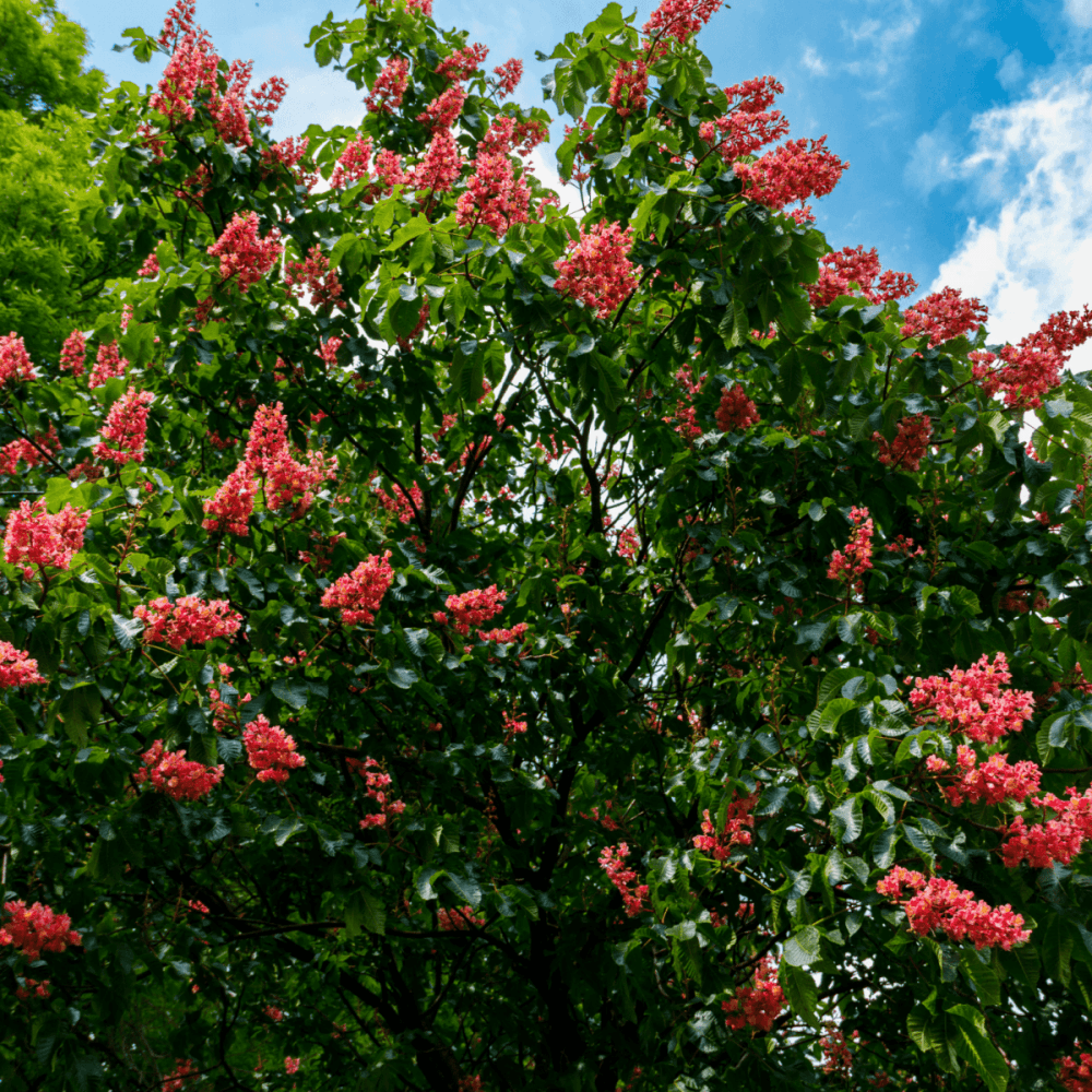 Marronnier à fleurs rouge - Aesculus carnea 'Briotii' - FLEURANDIE