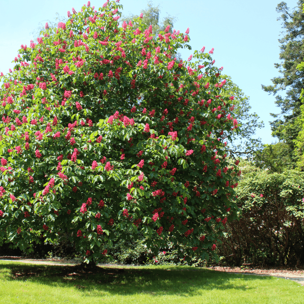 Marronnier à fleurs rouge - Aesculus carnea 'Briotii' - FLEURANDIE