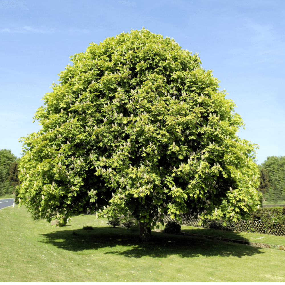 Marronnier commun - Aesculus Hippocastanum - FLEURANDIE